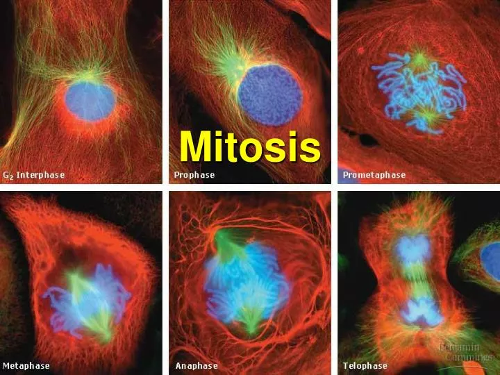 mitosis