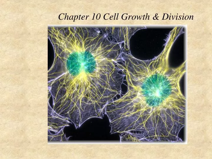 chapter 10 cell growth division