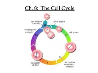 Ch. 8: The Cell Cycle