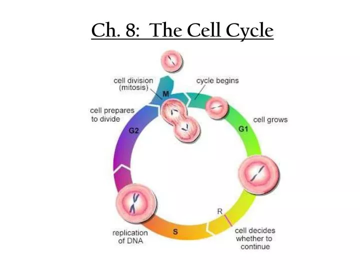 ch 8 the cell cycle