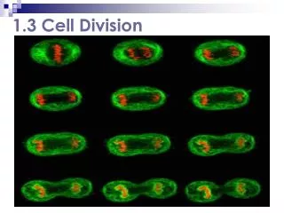 1.3 Cell Division