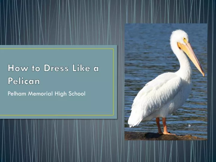 how to dress like a pelican