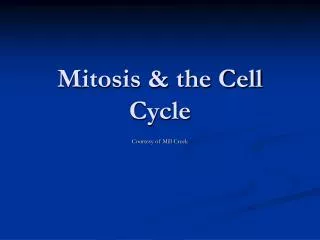 Mitosis &amp; the Cell Cycle