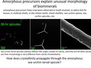 How does crystallinity propagate through the amorphous sea urchin larval spicule?