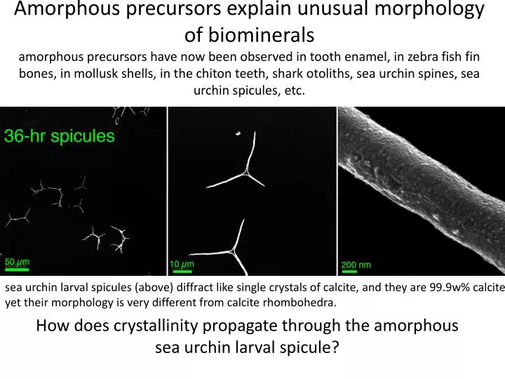 how does crystallinity propagate through the amorphous sea urchin larval spicule