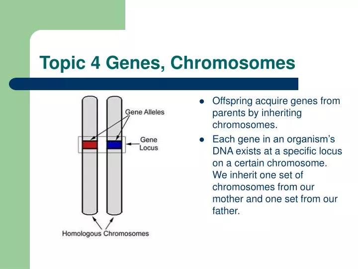 topic 4 genes chromosomes