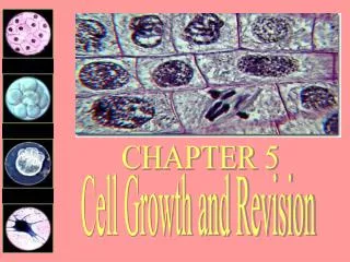 Cell Growth and Revision