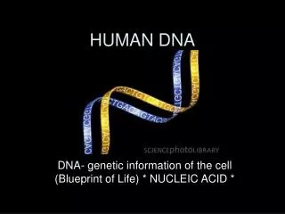 HUMAN DNA