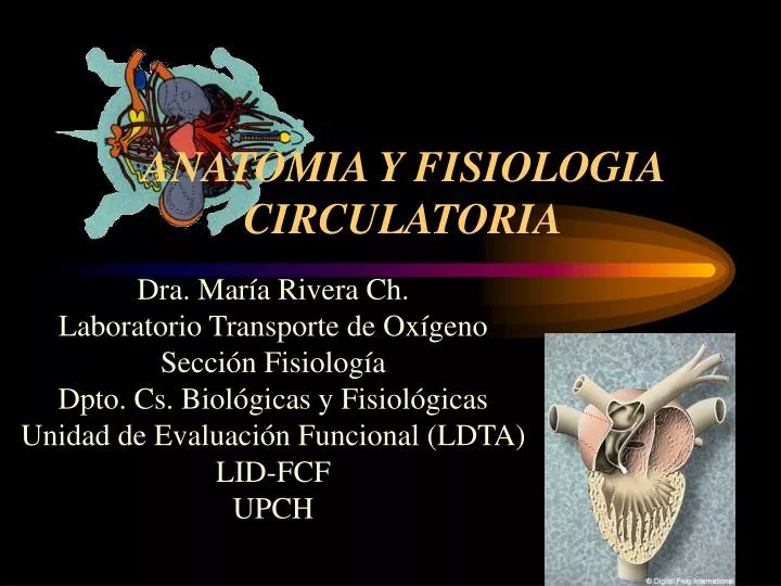 anatomia y fisiologia circulatoria