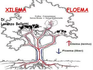 XILEMA FLOEMA Di Lorenzo Belletti