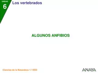 ANFIBIOS ANUROS (Sin cola)