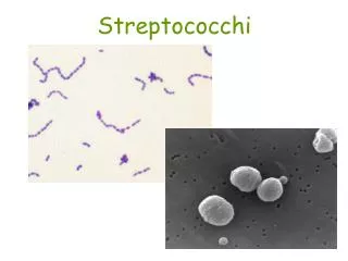 Streptococchi