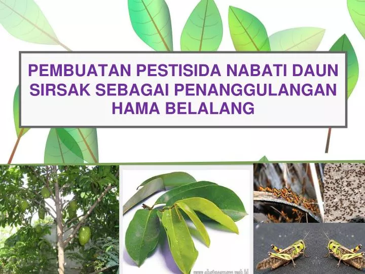 pembuatan pestisida nabati daun sirsak sebagai penanggulangan hama belalang