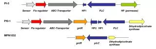 Sensor Fis regulator ABC-Transporter HP1 PLC