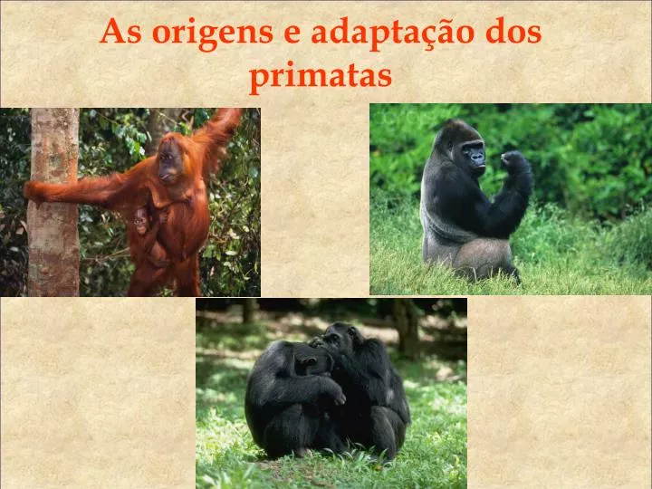 as origens e adapta o dos primatas