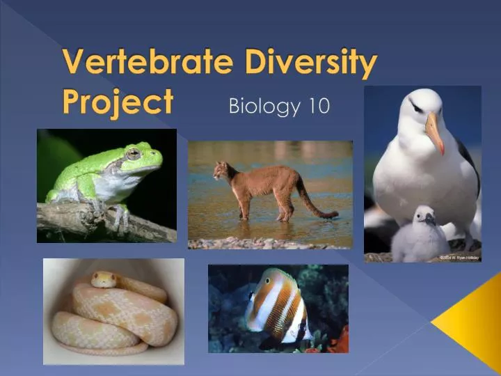 vertebrate diversity project