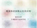 噬菌体表面展示及其应用 - slide 1