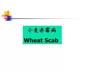小麦赤霉病 Wheat Scab