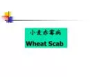 小麦赤霉病 Wheat Scab - slide 1