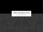 The Human Eye - slide 1