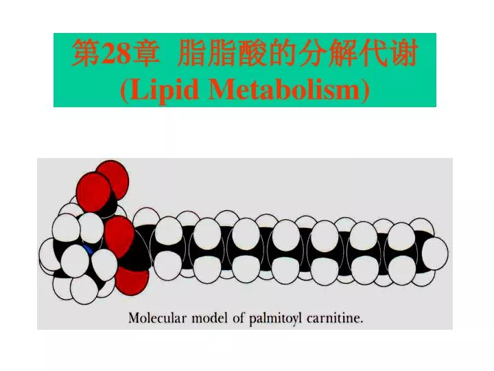 28 lipid metabolism