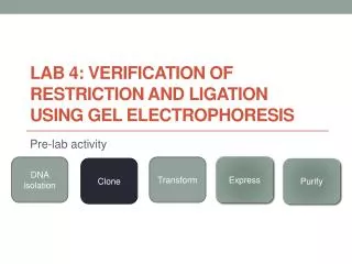 Lab 4: VERIFICATION OF RESTRICTION AND LIGATION USING GEL ELECTROPHORESIS