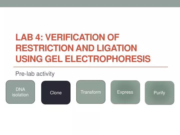 lab 4 verification of restriction and ligation using gel electrophoresis