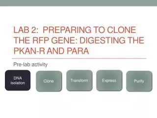 Lab 2: Preparing to clone the RFP gene: digesting the pKAN -R and pARA