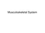 Musculoskeletal System - slide 1
