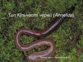 Тип Кільчасті черви ( Annelida )