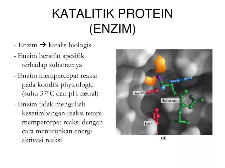 katalitik protein enzim
