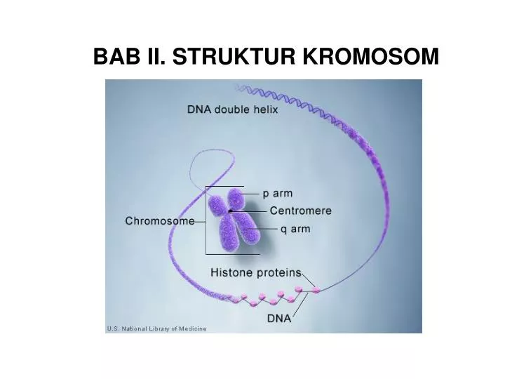 bab ii struktur kromosom