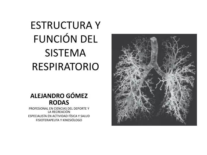 estructura y funci n del sistema respiratorio