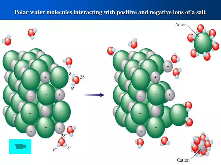 polar water molecules interacting with positive and negative ions of a salt