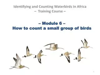 – Module 6 – How to count a small group of birds