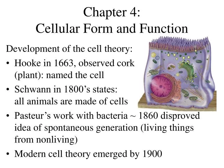 chapter 4 cellular form and function