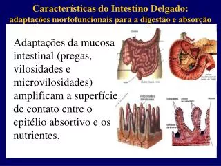 Características do Intestino Delgado: adaptações morfofuncionais para a digestão e absorção