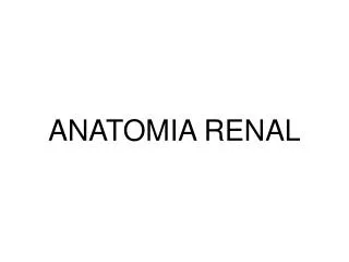 ANATOMIA RENAL