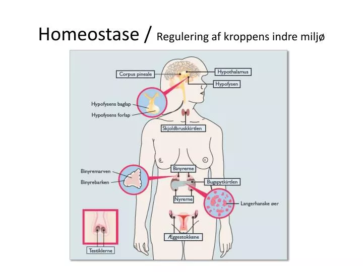 homeostase regulering af kroppens indre milj
