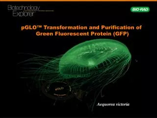 pGLO ™ Transformation and Purification of Green Fluorescent Protein (GFP)