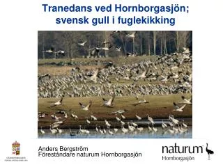 Tranedans ved Hornborgasjön; svensk gull i fuglekikking