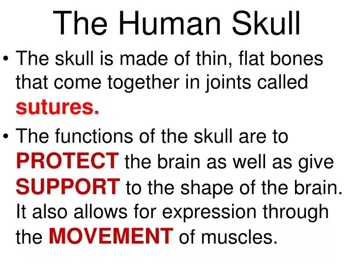 the human skull