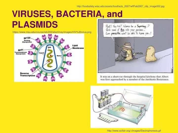 viruses bacteria and plasmids