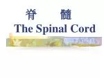 脊 髓 The Spinal Cord - slide 1