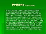 Pythons (grammaring) - slide 1