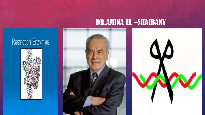 dr amina el shaibany