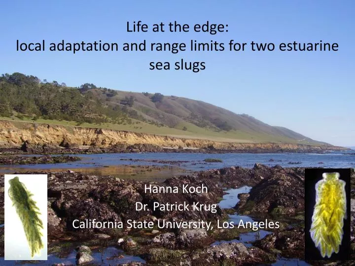 life at the edge local adaptation and range limits for two estuarine sea slugs
