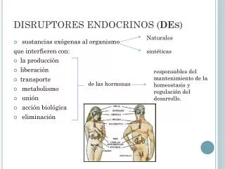 DISRUPTORES ENDOCRINOS ( DEs )