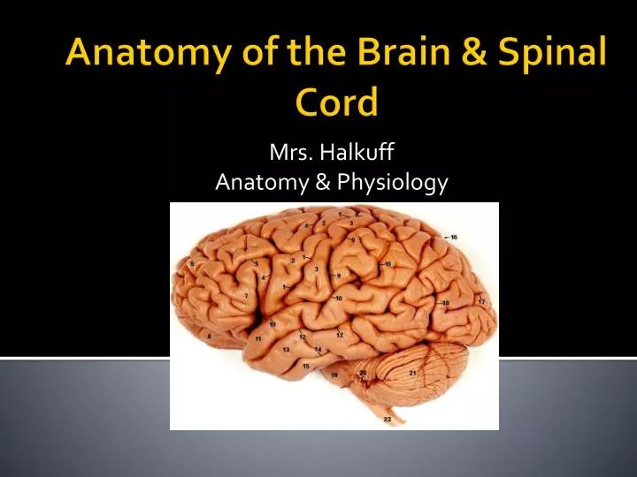 mrs halkuff anatomy physiology