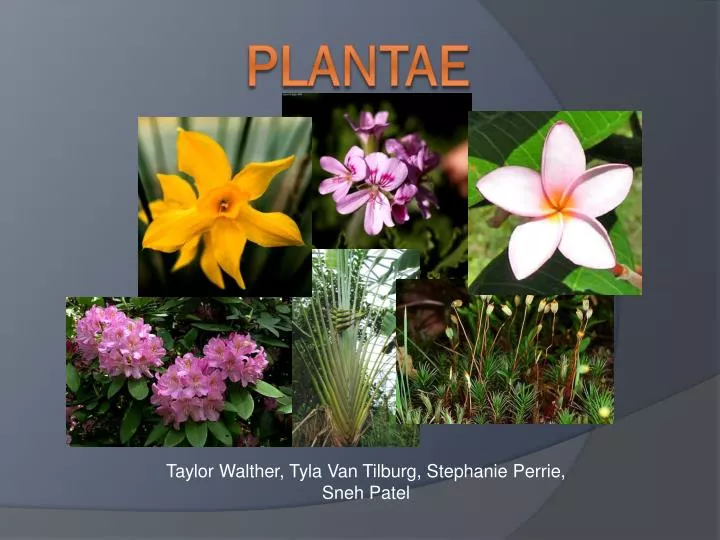 plantae